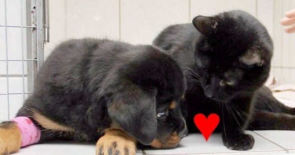 Faites la connaissance de Lucifer, le chat « infirmier » qui réconforte les patients d'une clinique vétérinaire