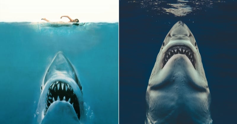 Un photographe reproduit à l'identique l'affiche du film Les Dents de la Mer avec un extraordinaire cliché 