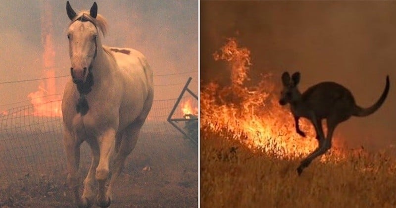 Australie : le seuil fatidique du milliard d'animaux tués dans les incendies a été franchi 