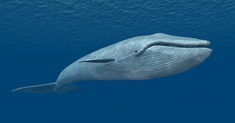 Les baleines bleues absorberaient 43 kilos de microplastiques chaque jour, des estimations alarmantes
