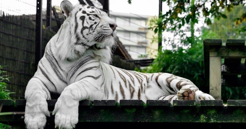 Le dernier tigre blanc du zoo de Maubeuge a été euthanasié