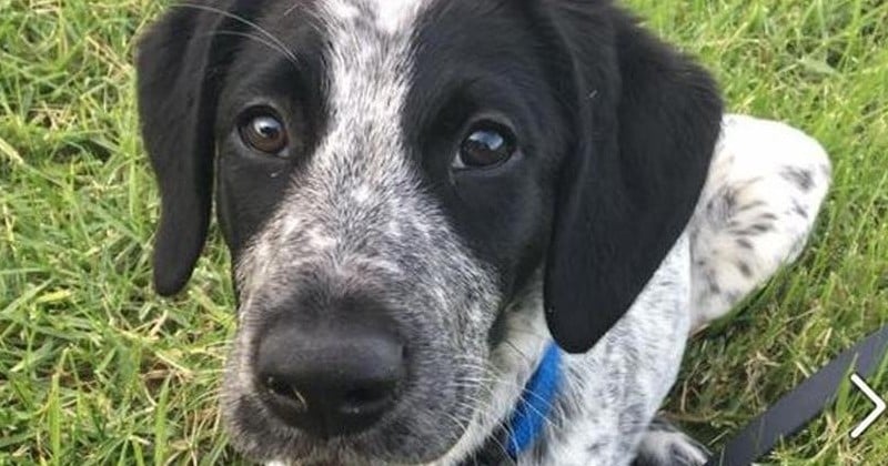Scandaleux ! En Nouvelle-Zélande, un chien renifleur a été abattu par la police pour avoir gêné... le décollage de 16 avions