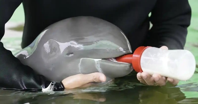 En Thaïlande, des pêcheurs ont trouvé un bébé dauphin de l'Irrawaddy, espèce en danger, échoué sur le rivage