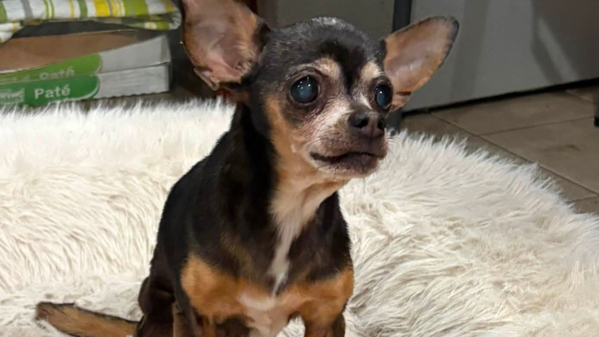 La chihuahua Flor retrouvée après douze ans de disparition