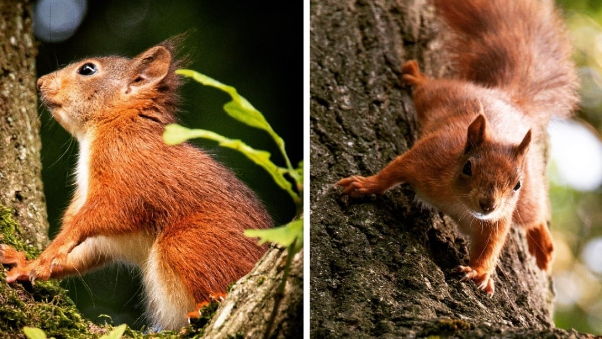 Quatre petits écureuils roux sont nés en Angleterre, une bonne nouvelle pour cette espèce menacée