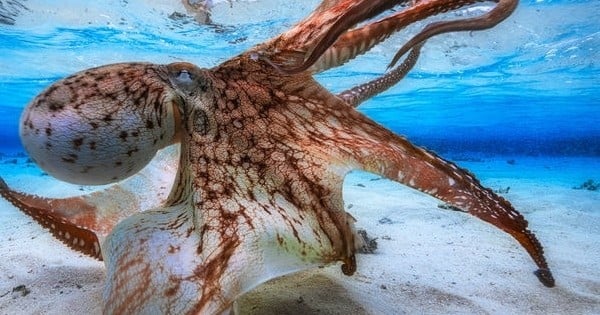 Un photographe Français remporte le prix du Meilleur Photographe Sous-Marin de l'Année... Les photos sont à couper le souffle !