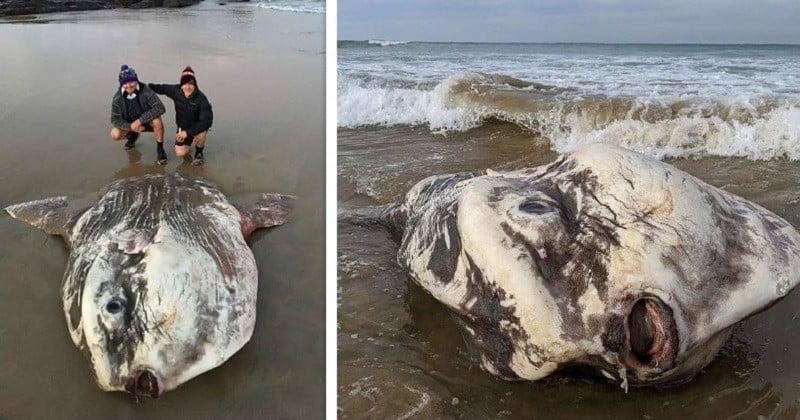 En Australie, l'un des plus gros poissons du monde a été retrouvé échoué sur une plage
