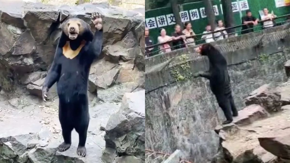 Accusé d'être un humain déguisé, l'ours du zoo de Hangzhou salue les visiteurs de la main sur une photo qui sème le doute