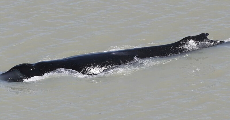 Trois baleines s'égarent en Australie et se retrouvent dans une rivière infestée de crocodiles