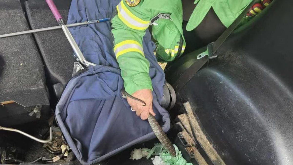 Il accompagne un ami en voiture et découvre un serpent mortel... à ses pieds 