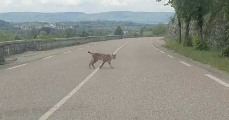 Jura : un automobiliste croise un lynx et immortalise ce moment exceptionnel en vidéo