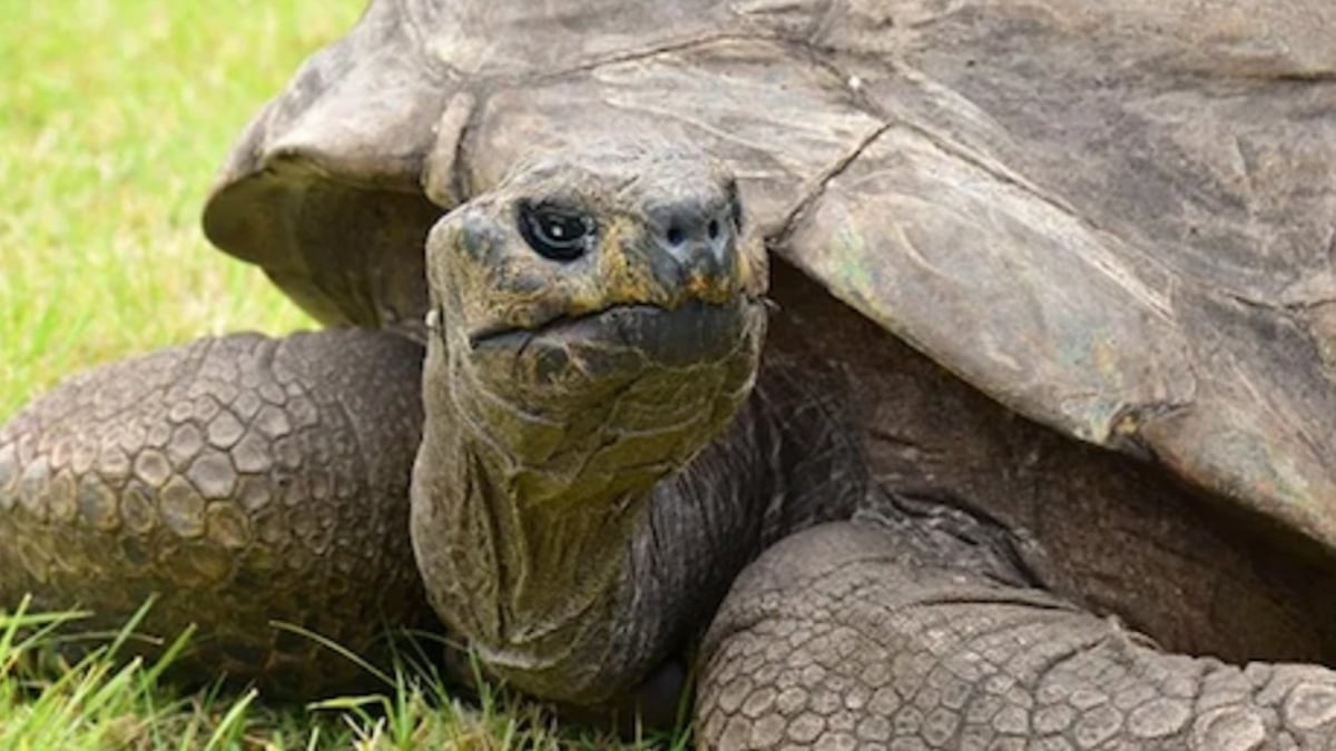 La tortue Jonathan, plus vieil animal terrestre vivant au monde, célèbre ses 191 ans