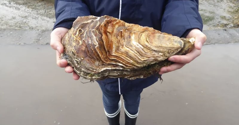  Une huître géante de 2,22 kg découverte dans le Finistère