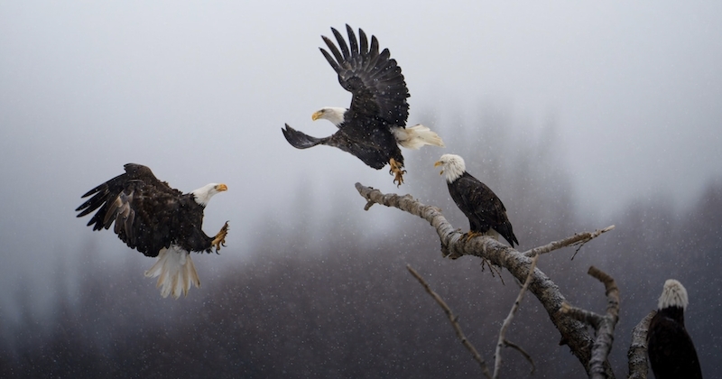 Voici la plus belle photo de l'année, récompensée lors du concours de National Geographic