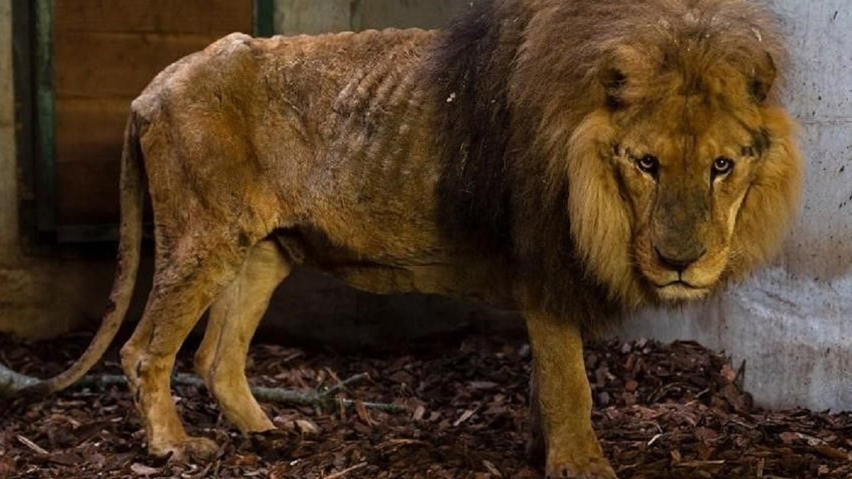 Dents meulées, griffes coupées, maigreur extrême : un dresseur de lions du cirque de Paris condamné pour maltraitance