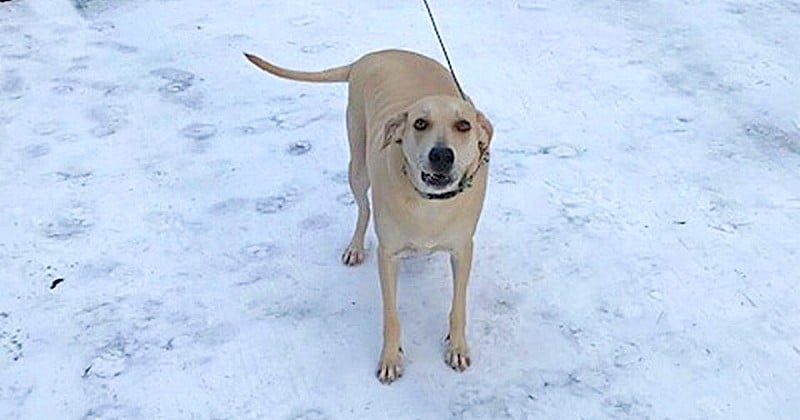 En guidant la police vers son maître aveugle tombé dans un ruisseau glacé, ce labrador lui a sauvé la vie