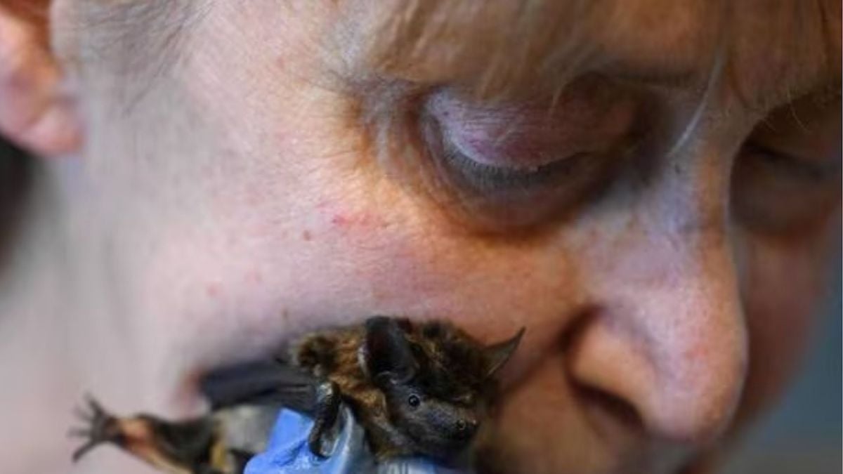 En 16 ans, cette retraitée a recueilli plus de 1 600 chauve-souris dans son appartement