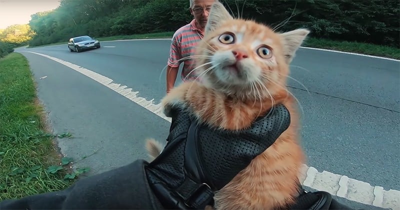 Seul au milieu de l'autoroute, un chaton est sauvé in extremis par un motard