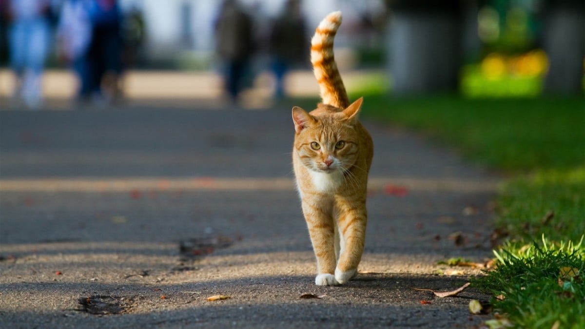 Chat perdu : combien de kilomètres peut-il parcourir ? 