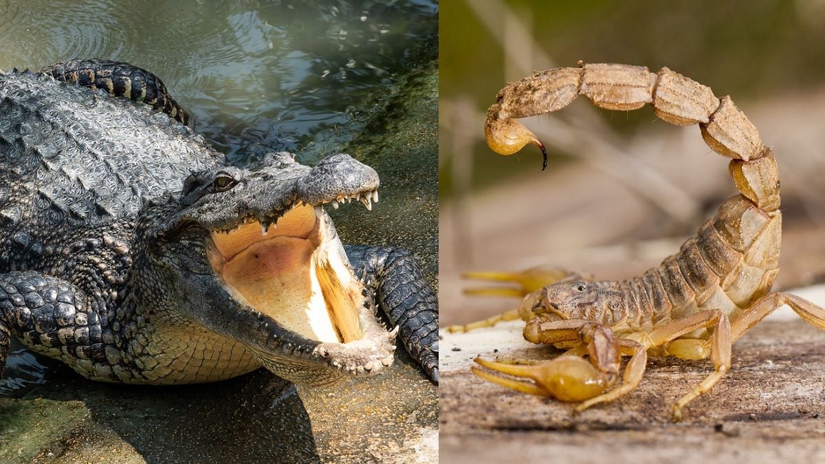 TOP 10 des animaux qui tuent le plus d'humains chaque année, le plus dangereux n'est pas celui que vous croyez