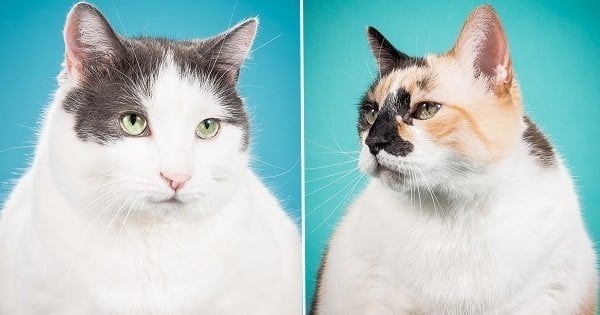 Fat Cats : 16 photos attendrissantes de chats bien gros que vous allez adorer
