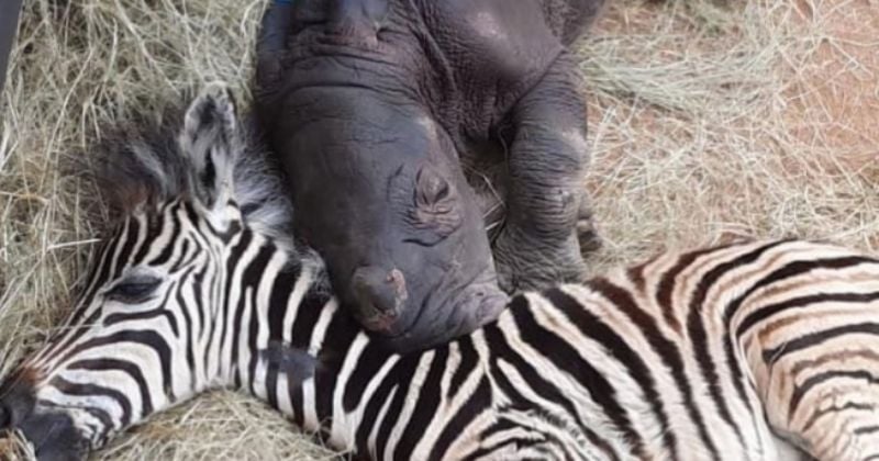 Afrique du Sud : recueilli dans un sanctuaire, ce bébé rhinocéros malade et abandonné s'est lié d'amitié avec un petit zèbre