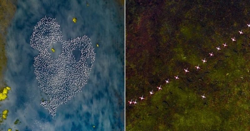 Ce photographe indien capture la beauté des flamants roses en pleine migration et le résultat est incroyable