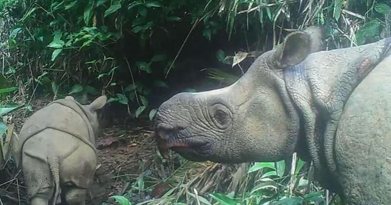 Deux bébés rhinocéros de Java, une espèce en voie d'extinction, repérés dans un parc en Indonésie