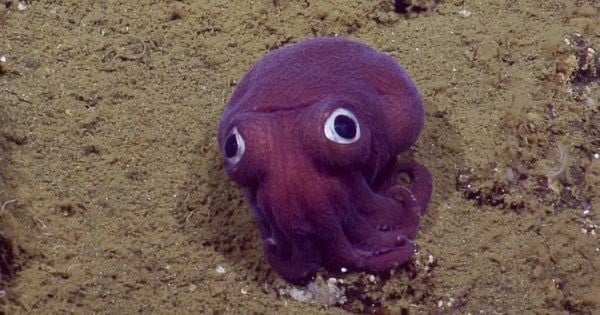 Cette adorable petite bestiole sous-marine va forcément vous faire craquer tellement elle est mignonne