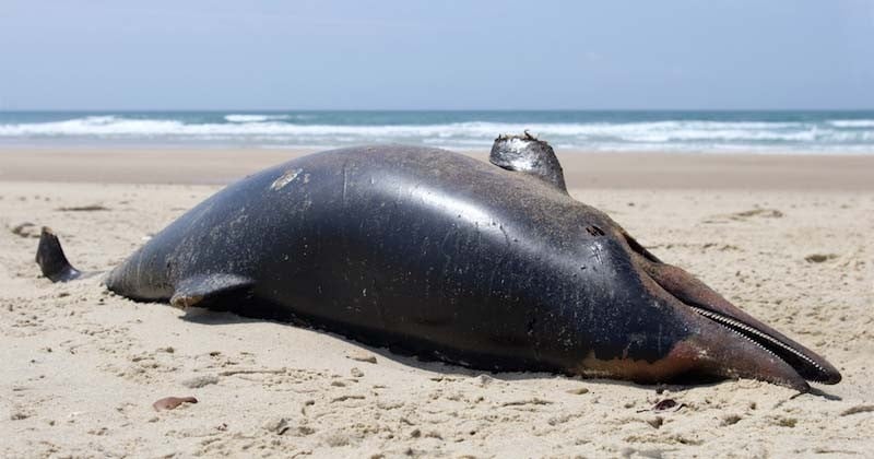 Piégés par les filets des chalutiers, des dauphins meurent et s'échouent sur les plages de l'Atlantique