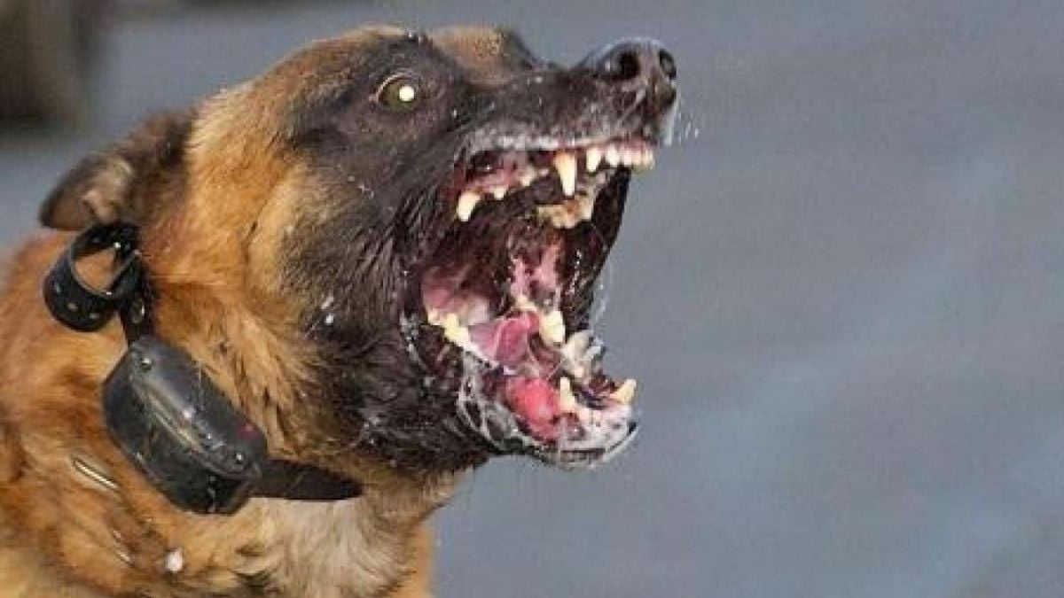 Un malinois devient fou et se jette sur une enfant de 2 ans, une voisine le tue de plusieurs coups de couteau