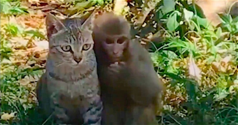 Avni et Billo, un singe et un chat qui sont les meilleurs amis du monde