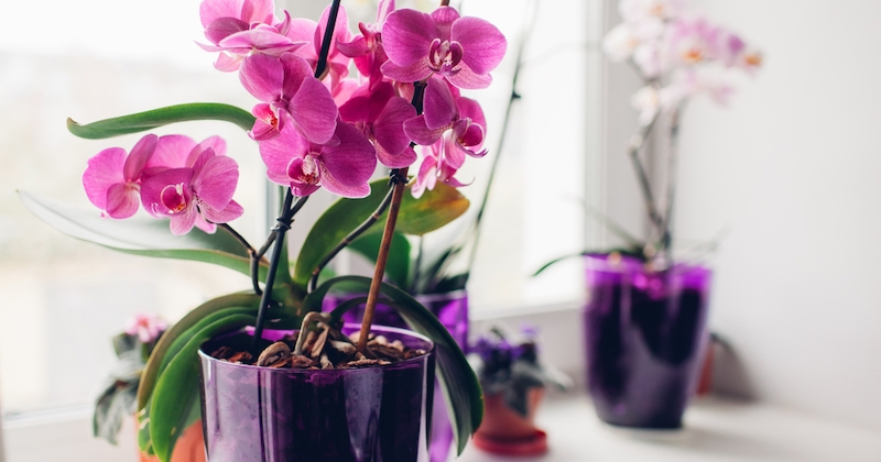 Orchidée : ces mauvais gestes qui nuisent à la santé de cette plante 