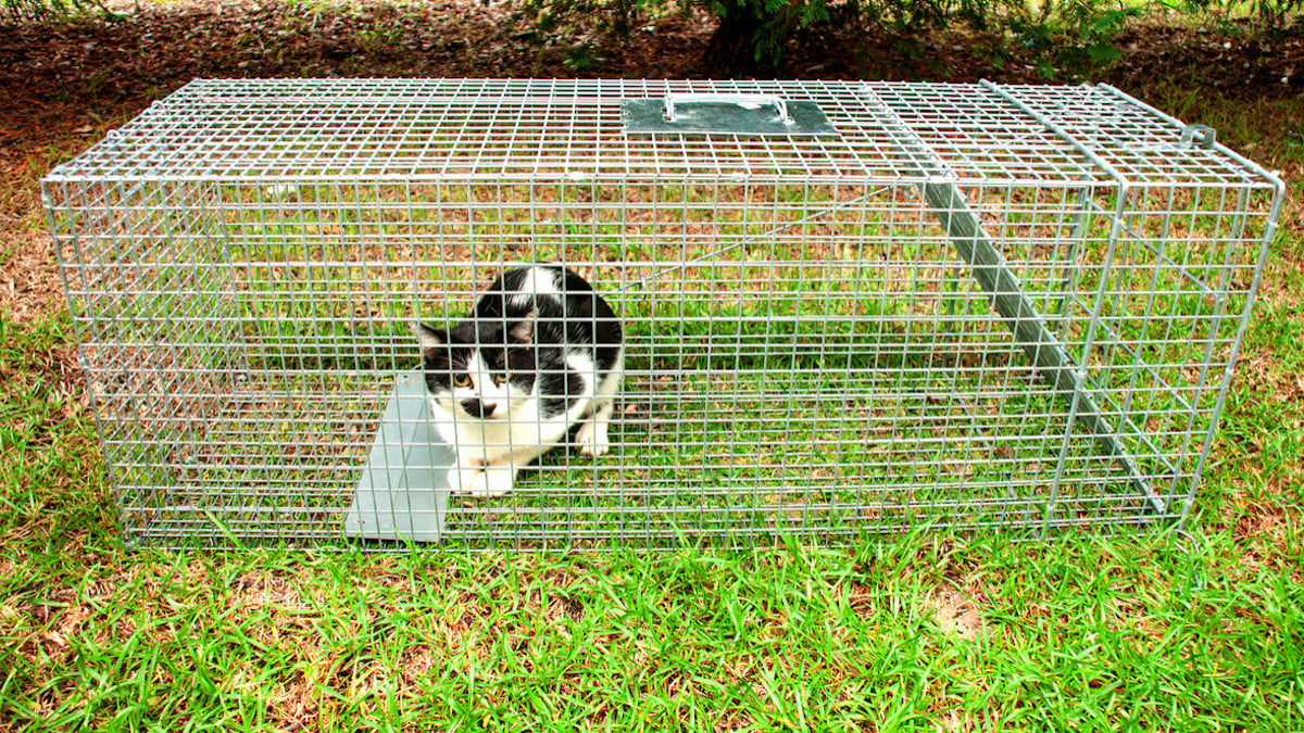 Ne supportant plus le chat de ses voisins, il le capture et l'enferme dans une cage