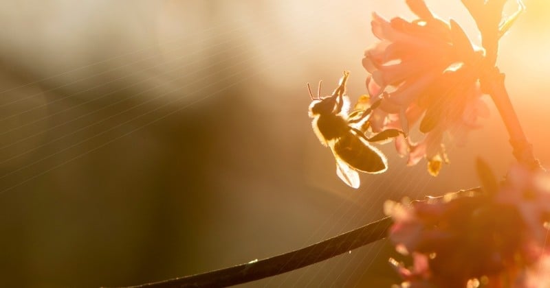 Qualifiés de « tueurs d'abeilles », trois insecticides vont être interdits en Europe, annonce la Commission européenne