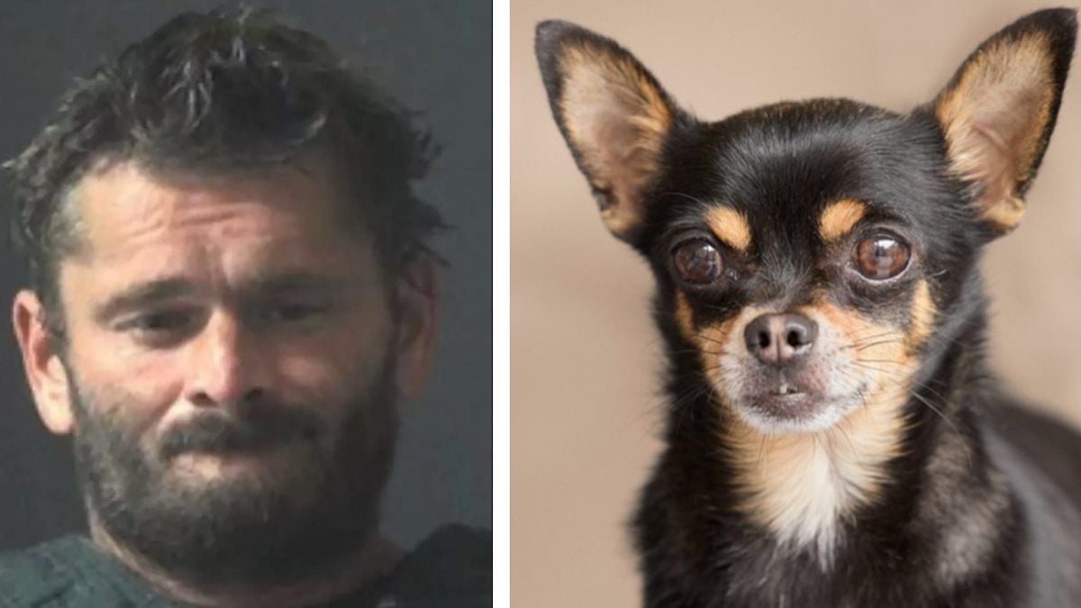 Il tue son chihuahua en l'enfermant dans un four allumé parce qu'il aboie trop 