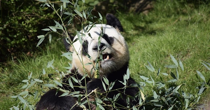 Un bébé panda attendu au Zoo de Beauval, une première en France