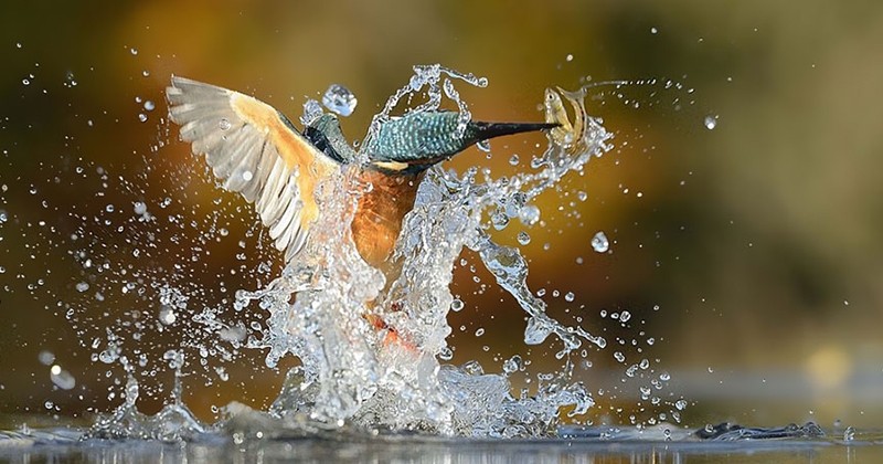 Après plusieurs tentatives, ce photographe réussit à photographier parfaitement un martin-pêcheur