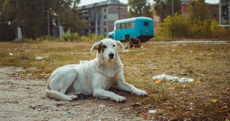 35 ans après la catastrophe de Tchernobyl, les chiens abandonnés ont appris à vivre en meute