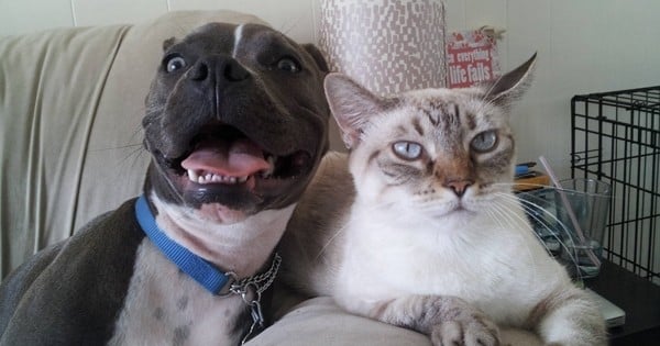 Ces 11 pitbulls aiment les chats plus que vous… Et ils vont vous faire fondre !