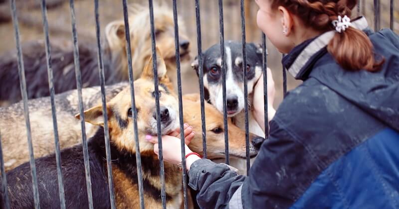 La SPA ferme ses refuges et alerte contre un abandon massif des animaux face au coronavirus