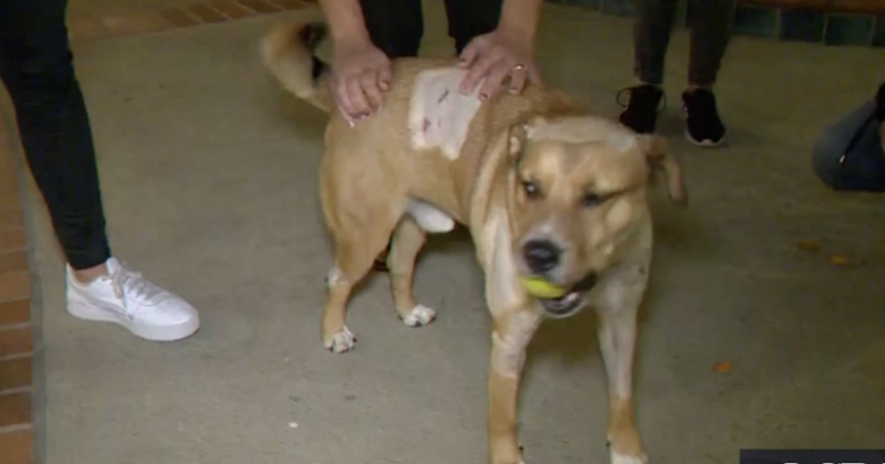 Los Angeles : un pitbull souffre de graves blessures après avoir chassé un puma de la propriété de ses maîtres 