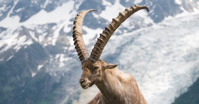 En Suisse, les safaris de chasse aux bouquetins vont être interdits aux riches étrangers