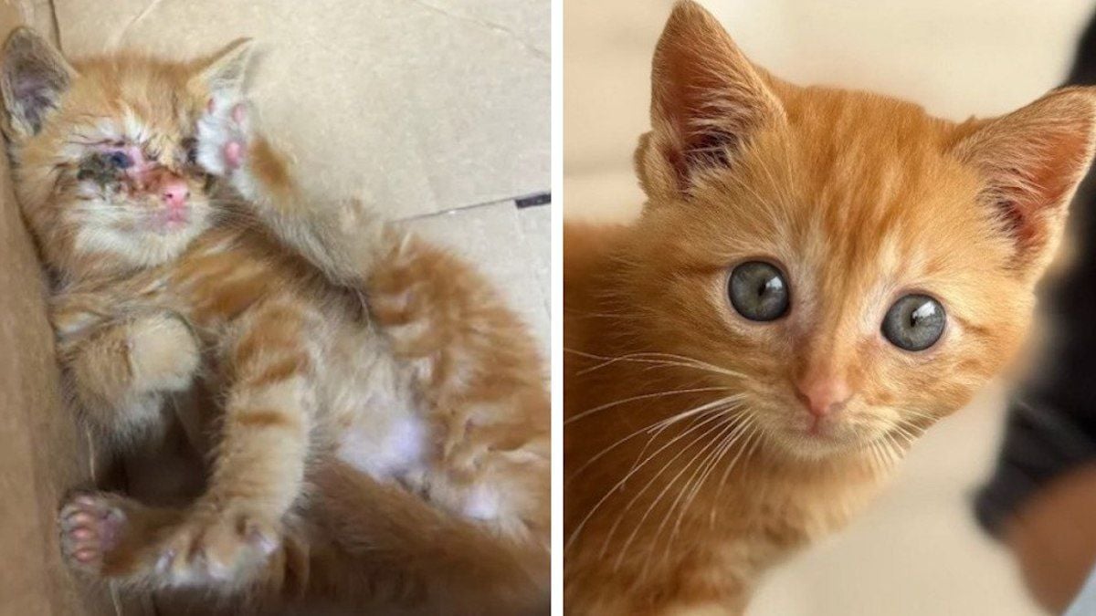 Captures d'écran montrant le chaton avant et après son adoption