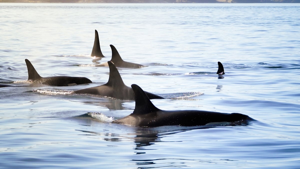 Californie : une orque percute un dauphin et le projette dans les airs pour enseigner la chasse à son petit 