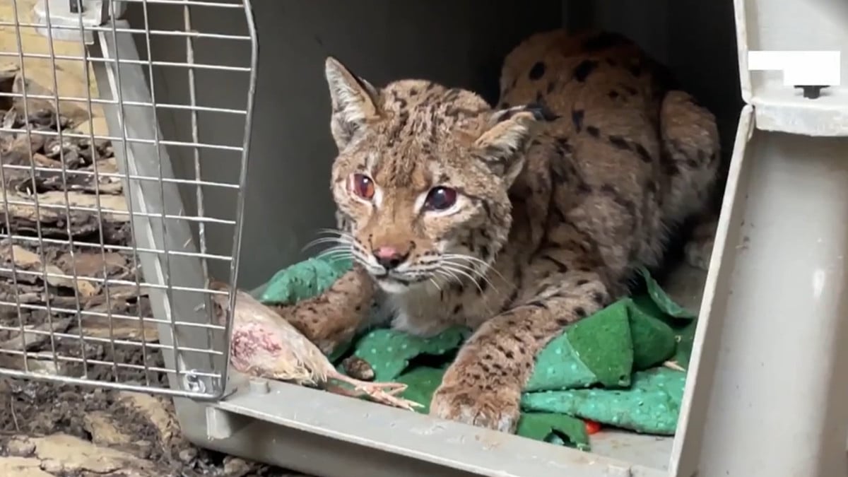 Un chasseur caillasse un lynx et lui tire dans la tête à bout portant, il meurt de ses blessures