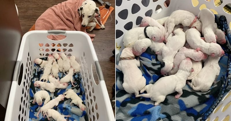 Grâce à une césarienne et l'intervention des vétérinaires, cette dalmatienne a pu donner naissance à 16 chiots