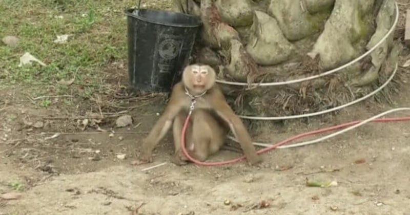 Dans une vidéo, Peta Asia dévoile le cruel dressage des singes, utilisés dans la cueillette des noix