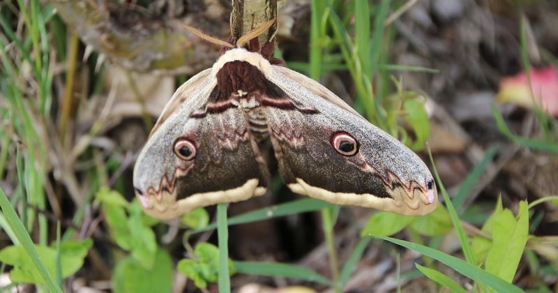 Un habitant de la Mayenne a trouvé le plus grand papillon d'Europe dans son jardin