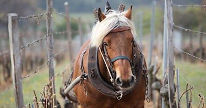 En Alsace, le cheval d'un viticulteur poursuivi par des voisins, excédés par l'odeur de crottin et d'urine